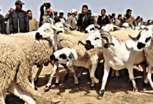قرار الملك محمد السادس بعدم ذبح الأضاحي في عيد الأضحى 2025 في المغرب استجابة للأوضاع الاقتصادية الصعبة والجفاف، مما يبرز أهمية التضامن الوطني.