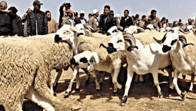 قرار الملك محمد السادس بعدم ذبح الأضاحي في عيد الأضحى 2025 في المغرب استجابة للأوضاع الاقتصادية الصعبة والجفاف، مما يبرز أهمية التضامن الوطني.